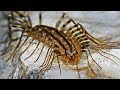 Why You Should Not Kill House Centipedes