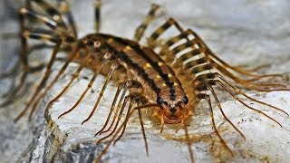 Why You Should Not Kill House Centipedes