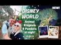 Disneys Animal Kingdom Bei Nacht Grand Floridian Resort Port Orleans French Quarter