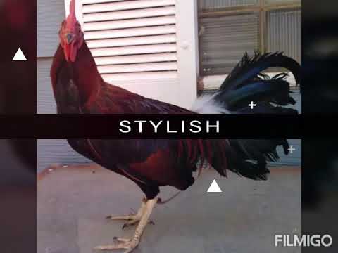 9 month old Hatch /Claret stags 4 Full Brothers