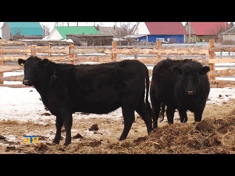 Owners of private farms in Uporovsky district are gradually beginning to develop the meat sector