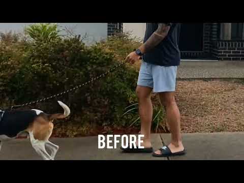K9 Craftsman. Police-Trained. Breed Specific. One-Session Fixes. video.