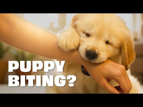 Puppy Biting