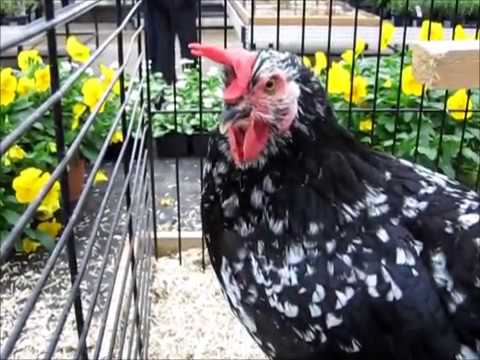 download lagu mp3 mp4 Gournay Chicken, download lagu Gournay Chicken gratis, unduh video klip Gournay Chicken
