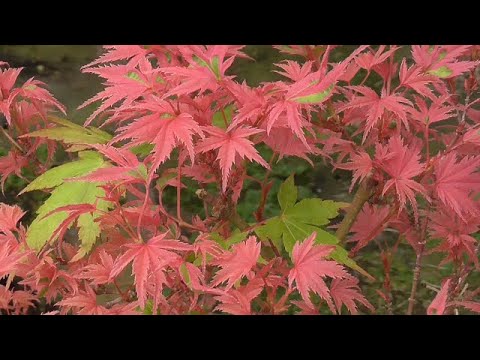 赤いもみじ 植物