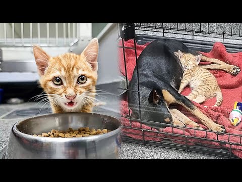 Stray Kitten Sneaks Out Of Crate To Take Care Of a Sick Dog