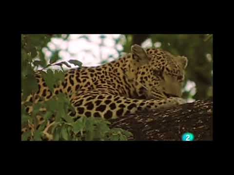 #felinos la isla del árbol muerto