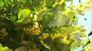 Peter Green - Just for you