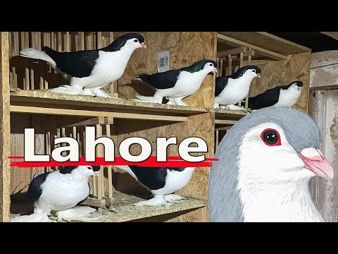 The Lahore Explained — striking graceful breed