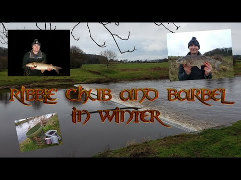River Ribble Winter Barbel and Chub