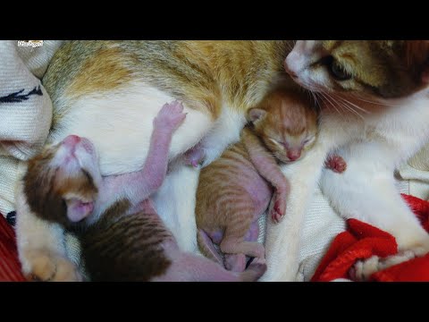 Mother cat purring while breastfeeding her newborn kittens