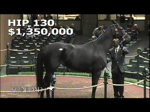 Hip 130, Eblouissante - 2013 November Breeding Stock Sale