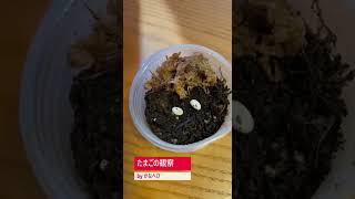 【我が家のカナヘビ】たまご観察  #shorts