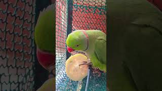 Download lagu #youtubeshorts #shortvideo #parrot #muthu mp3 Download lagu #youtubeshorts #shortvideo #parrot #muthu mp3