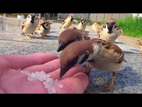 スズメを誘引する バルコニーの鳥酒飲み