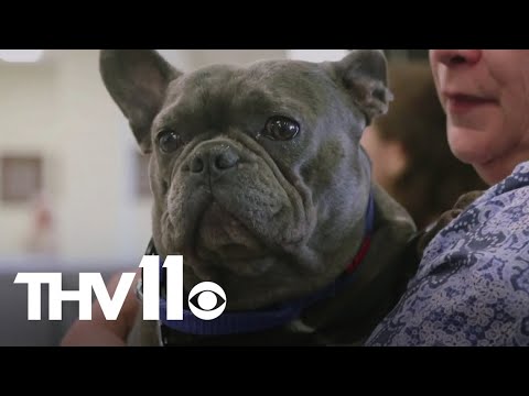 Here's how to keep your pets safe this Thanksgiving holiday - YouTube