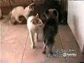 AFV S18E05 Cats And Dogs Music Montage ABC Family October 7 2009