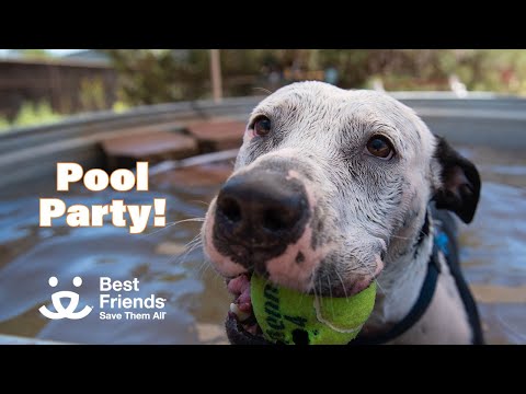 Join summer’s splashiest pups—it's a Dogtown pool party!