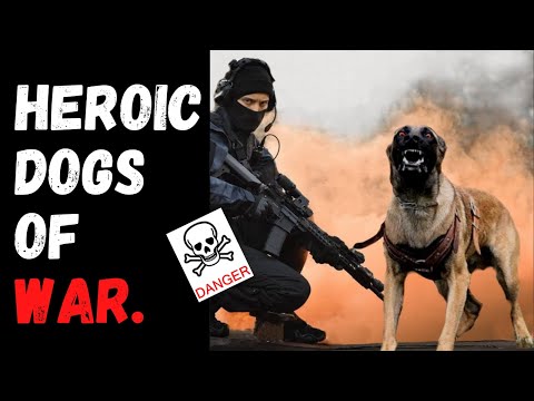 Heroic Dogs Of War | Stories Of Heroic Dogs Of War  (part-02)