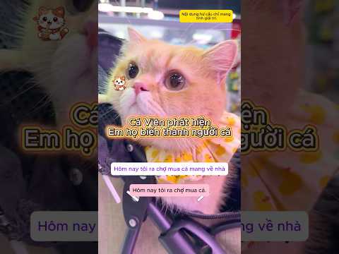Cá Viên phát hiện em họ biến thành người cá #viral #shorts