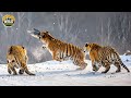 WILD SIBERIA The Survival Battle Of The Fiercest Predators Animal Documentary