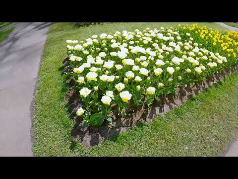 Visiting Keukenhof, Netherlands on  April 15th, 2022 | Flowers, flowers & flowers