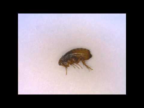 download lagu mp3 mp4 Flea Photo, download lagu Flea Photo gratis, unduh video klip Flea Photo