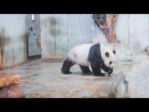 Live: Meet Hainan's beloved giant panda brothers Gong Gong and Shun Shun