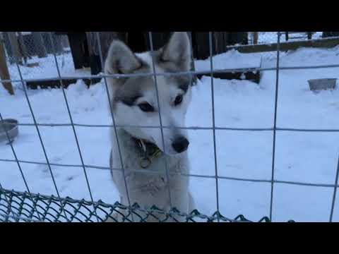 Lapland Trip (Finland, Norway, Sweden and Estonia) 2019 (4K)