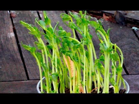 Ärtskott -odla egna så här enkelt! Pea Sprouts