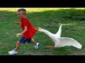 Les Animaux Les Plus Drôles échouent ESSAYEZ DE NE PAS RALLIER LE DÉFI