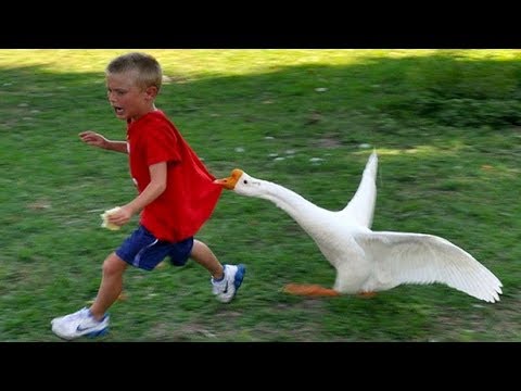 Les animaux les plus drôles échouent! - essayez de ne pas rallier le défi!