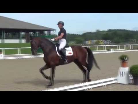 RADISSON & Andreas Senge - 1. Sichtung zur WM der Jungen Dressurpferde 2016