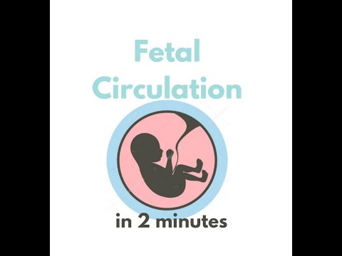 Fetal circulation in 2 mins!