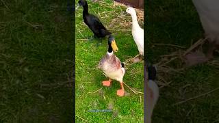 Download lagu Suara Bebek Jantan Lucu #shorts #viral #bebeklucu mp3