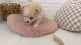 ハーフ犬の動画01