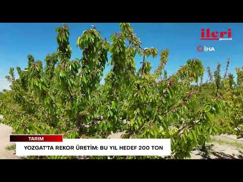 Yozgat'ta rekor üretim: Bu yıl hedef 200 ton | İleri Gazetesi
