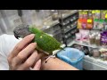 セネガルパロットのYouTubeサムネイル画像