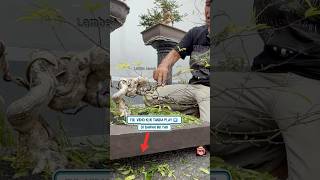 Download lagu Full video, click the play button ▶️ below #lambemelali #pakujang #learningbonsai mp3 Download lagu Full video, click the play button ▶️ below #lambemelali #pakujang #learningbonsai mp3