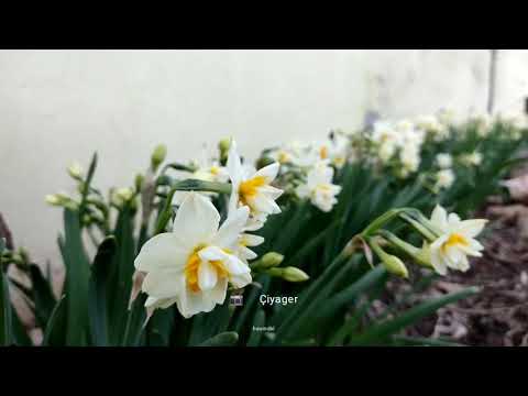 nergz flower in the mountains Kurdistan nature