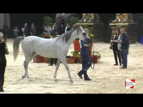 N.181 EUZONA - Verona 2015 - Mares 4-6 years old (Class 7)