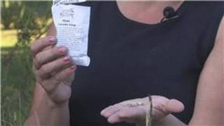 Growing Plants From Seeds : How to Grow Peas From a Seed