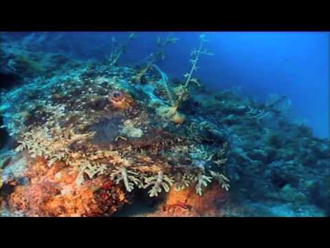 Auge in Auge mit den Seeteufel, St. Raphael / Cote Esterel / Ile d´Or,Frankreich