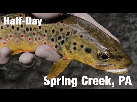 Fly Fishing Half-Day, Spring Creek, PA - Wooly Bugged