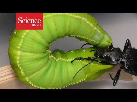 Watch this caterpillar fling its beetle attacker through the air