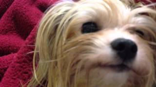 Somi the Yorkie won't let me get up