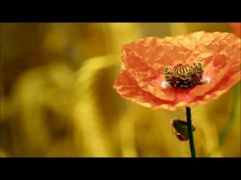 A.M.R feat Claire Willis - Summer (Pierre In The Air Remix) [Alter Ego Progressive] (Original Mix)