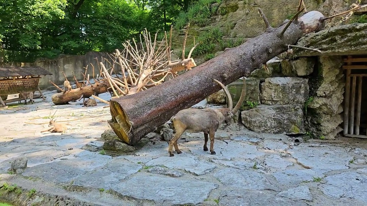 Explore Zoo Salzburg with this virtual stroll.