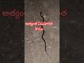 Common Krait Snake Snakevideo