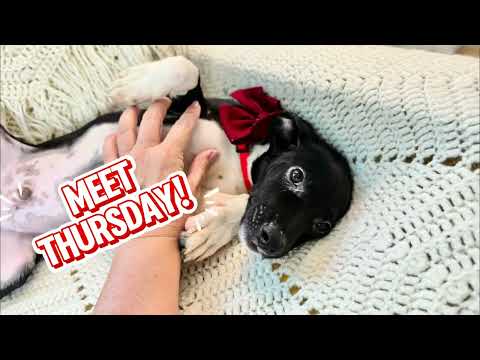 Thursday Week, an adoptable Rat Terrier & Jack Russell Terrier Mix in Provo, UT_image-1